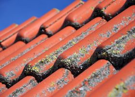 A roofing contractor in Dayton, OH specializes in removing and preventing moss growth on residential roofs.