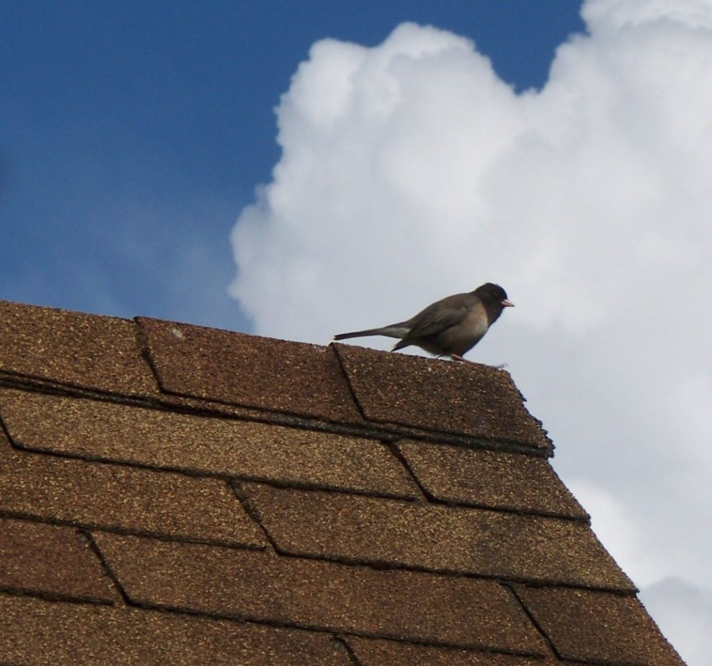 asphalt shingles roof