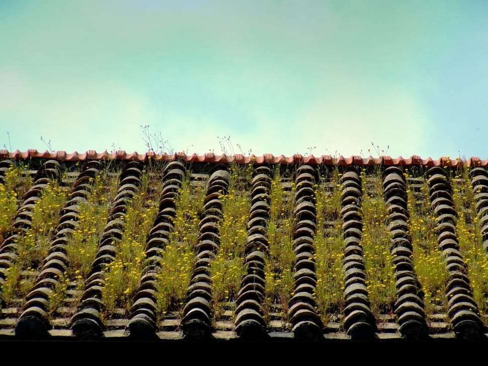 green roof with flowers