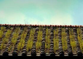 A living roof with grass growing on it.