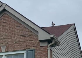 A bird perched on the roof of a house.