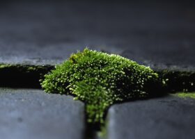 A green moss growth on a black surface.